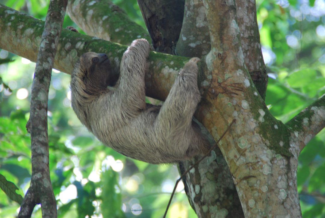 Turismo_Costa_Ricakoala Tmrexperience